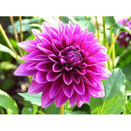 - Thomas Edison Decorative Dahlia - 2 Bulb Clumps - Purple Petals