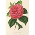 thumbnail image 2 of Charles Antoine Lemaire 17x24 Gold Ornate Framed and Double Matted Museum Art Print Titled - Camellia Clodia (1854-1896), 2 of 4
