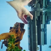 OASE BioPlus Thermo 200 - Grey Aquarium Internal Corner Filter with Integrated Heater