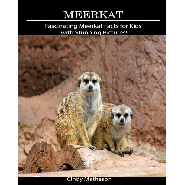 Meerkat : Fascinating Meerkat Facts for Kids with Stunning Pictures ...