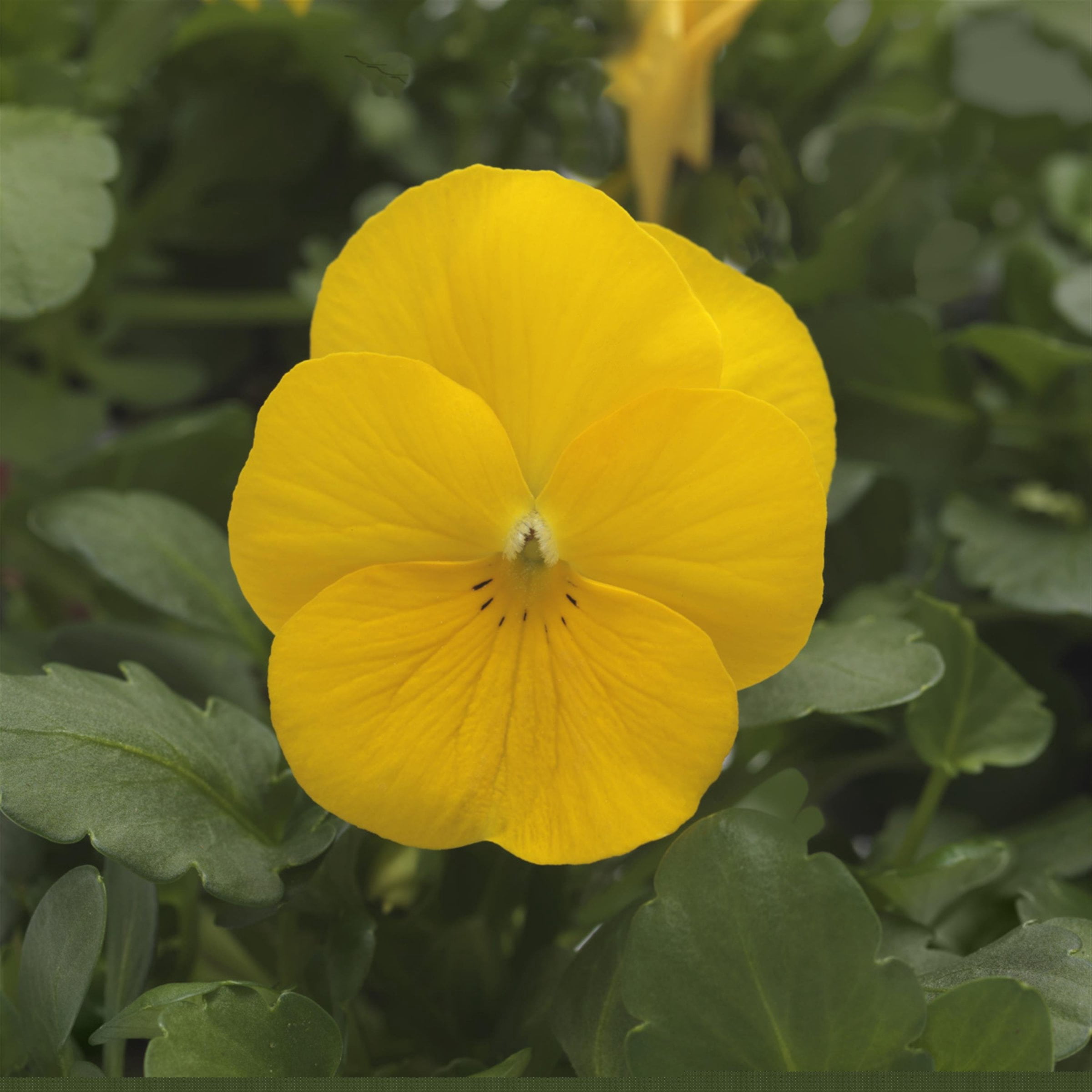 National Plant Network 4 in. Viola Sorbet XP Yellow (16-Pack)