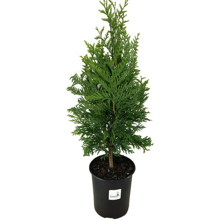 Thuja Green Giant Arborvitae Quart pot (Best Time To Plant Green Giant Arborvitae)