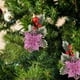 thumbnail image 4 of Árbol de Navidad Decoraciones Agujas de Navidad, Frutas Rojas, Flores de Navidad, Colgantes de Árbol de Navidad, Cajas de Regalo de Navidad, Artesanías Decorativas Árbol de Navidad Rojo, 4 of 6