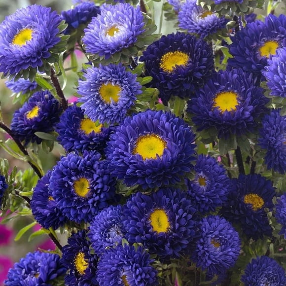 GSDWIUEW Mixed Aster Flower Seeds-300 Heirloom Blooming Seeds for Cut Flowers, Butterfly Gardens & Vibrant Garden Displays