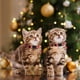 thumbnail image 5 of Collar de Gato de Navidad Collar de Gato de Navidad con Campana - 1 Paquete Collar de Gatito de Navidad Rojo Y Verde Collar de Gato de Navidad Collar de Gatito con Campana, 5 of 6