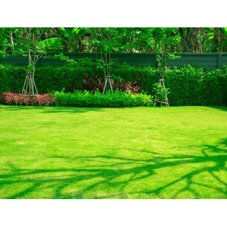 1000 Emerald Zoysia Grass Seeds Zenith Zoysia Grass Seeds For Planting, Lawn Grass Groundcover Seed Ornamental Grass Seed