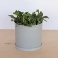 thumbnail image 2 of Bloem Mathers 10" Plastic Planter - Modern Indoor Pot with Drainage Holes and Saucer Tray, Cement, 2 of 5
