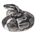 thumbnail image 6 of Hi-Line Gift 87680-B Regius Ball Python Statue, 6 of 7