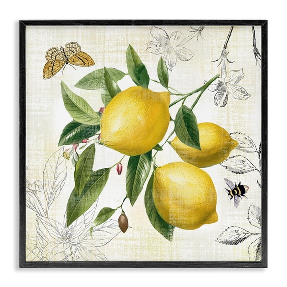 Stupell Industries Cottage Vintage Lemon Blossoms Black Framed Giclee Art, 24 x 24, by Nan
