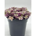 thumbnail image 5 of Callisia repens Pink Panther, Turtle Vine in a 4 inch Pot, Very Filled, 5 of 9