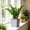 Square Self-Watering Pot Under $5 a3, variant on CQCYD Square Self-Watering Planter, 8x8x7 Inch Faux Rattan Texture, Plastic Reservoir Container, Decorative Square Self-Watering Pot for Indoor Greenery Succulents and Home Decor