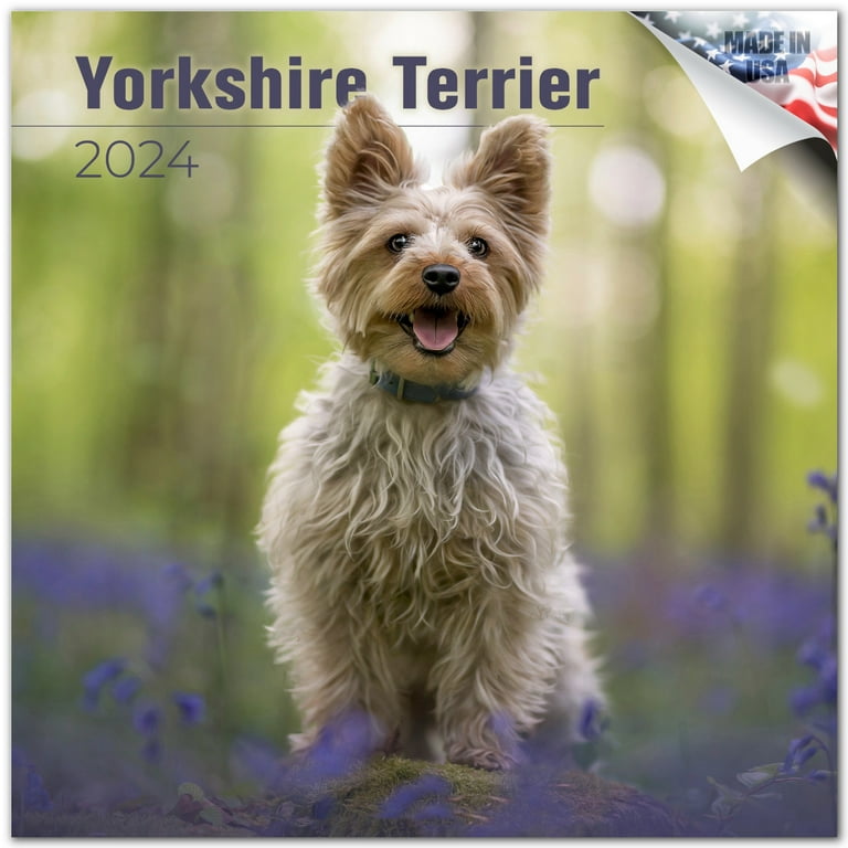 National Yorkie Day 2024 Dita Myrtle