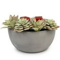 thumbnail image 1 of ScentSationals, Hotplate Warmer, Succulent, 1 of 4