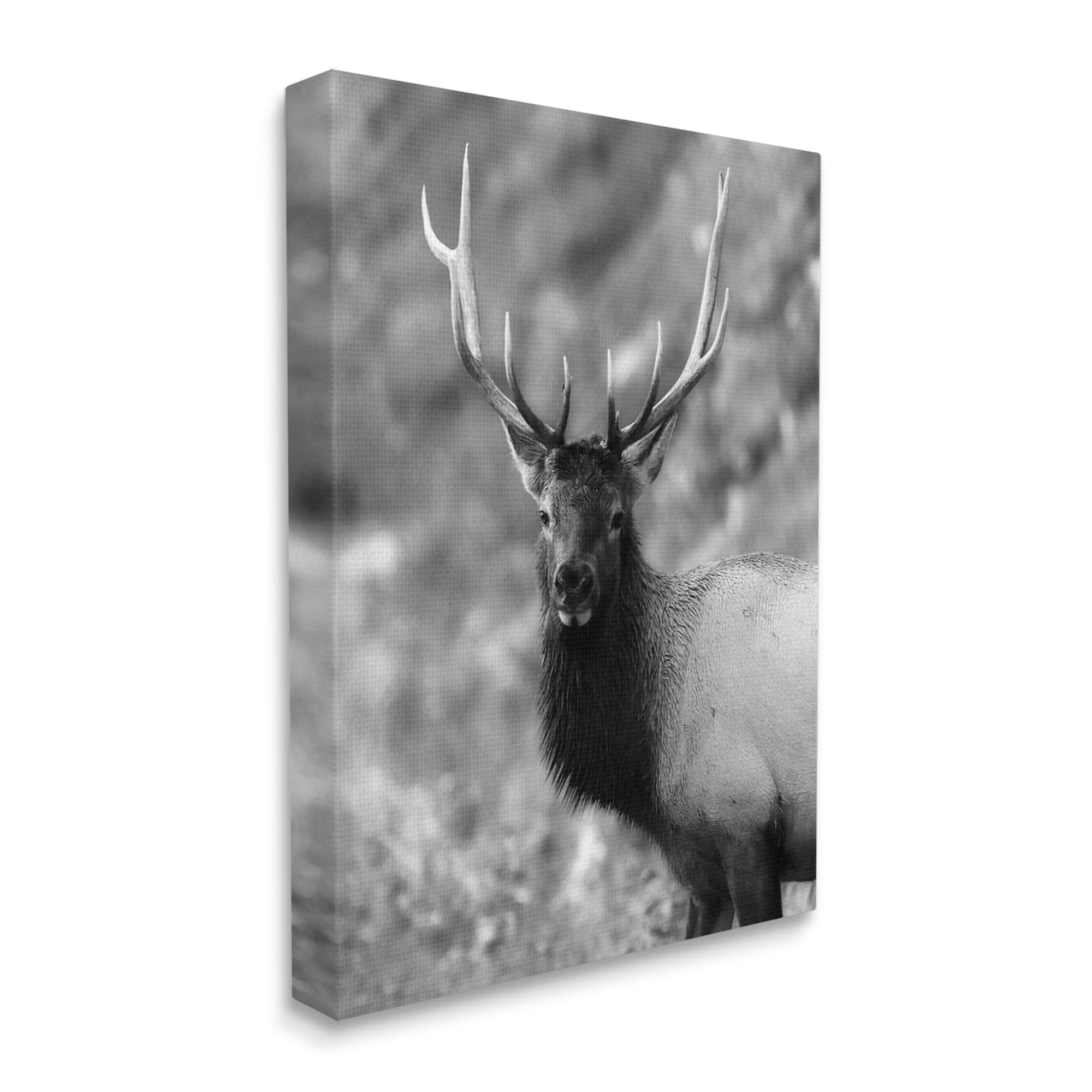 Stupell Industries Grey Elk Photography Animals & Insects Photography Gallery Wrapped Canvas Art Print Wall Art, 30 x 40