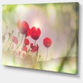 thumbnail image 2 of Wild Red Poppy Flowers - Floral Canvas Art Print, 2 of 3