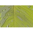 thumbnail image 2 of Posterazzi DPI1790302LARGE Leaf Texture Background Poster Print by Paul Sale, 36 x 24 - Large, 2 of 4