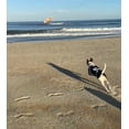 thumbnail image 2 of The Show and Tail, Float and Fetch Fun Waterproof Nylon Pet Throw Toy - AquaPaw, 8.5 Inch Size, Orange, 2 of 6