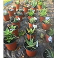 thumbnail image 6 of ZHUYING 300pcs 4 Inch T-Type Plant Name Tags - Waterproof Plastic Garden Labels, 6 of 6
