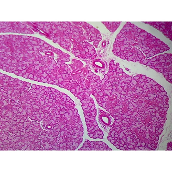 Thymus, Mammalian; Cross Section by Go Science Crazy