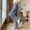 Gray, variant on Women's Summer Fashion Solid Ice Silk Wide Leg Slim Elastic High Waist Draped Loose Straight Leg Pants S