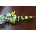 thumbnail image 4 of 6 in. Variegated English Ivy - Air Cleaning, 4 of 5
