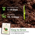 thumbnail image 3 of HOME GROWN 30,000+Cat Grass Seeds (6oz) MVR1&nbsp;𝗡𝗢𝗡-𝗚𝗠𝗢 𝗨𝗦𝗔 Heirloom Oat Mix - Refill for Indoor Cat Grass Growing Kit - Safe Healthy Green Grass for Cats - Pet Grass for Eating & Digestion, 3 of 3