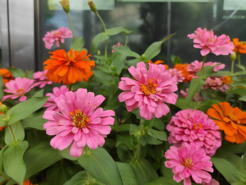 30 Zinnia Seeds - Open-Pollinated Common Zinnia - Summer Blooms - Easy to Grow