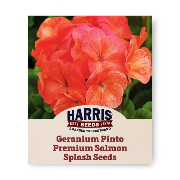 Harris Seeds - Geranium Seeds - Pinto Premium Salmon Splash F1 Variety - 100 Seeds