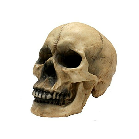 Skull Decor By DWK- Actual Skull Size - Halloween Decoration - Gothic Home Decor