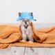 thumbnail image 4 of Sombrero parasol para perros y gatos con protección auditiva y hebilla de cuerda ajustable, sombrero de pescador, suministros para mascotas, sombrero para gatos, 4 of 6