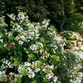 thumbnail image 4 of Southern Living Spring Sonata Indian Hawthorne Live Shrub in 2-Gallon Grower Pot, 4 of 10