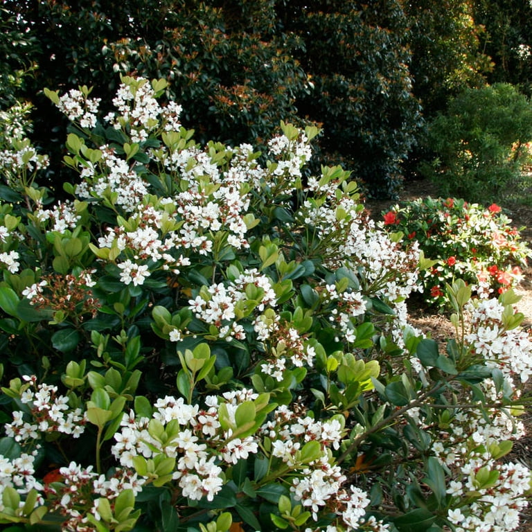 Southern Living Spring Sonata Indian Hawthorne Live Shrub in 2