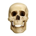 thumbnail image 2 of Modelo de Calavera Cabeza Humana Resina Arte Modelo Decoración Amarillo, 2 of 9