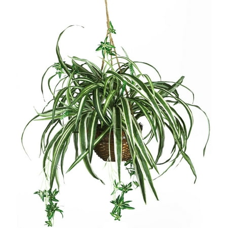 Nearly Natural Spider Hanging Basket Silk Plant Nearly Natural Spider Hanging Basket Silk Plant