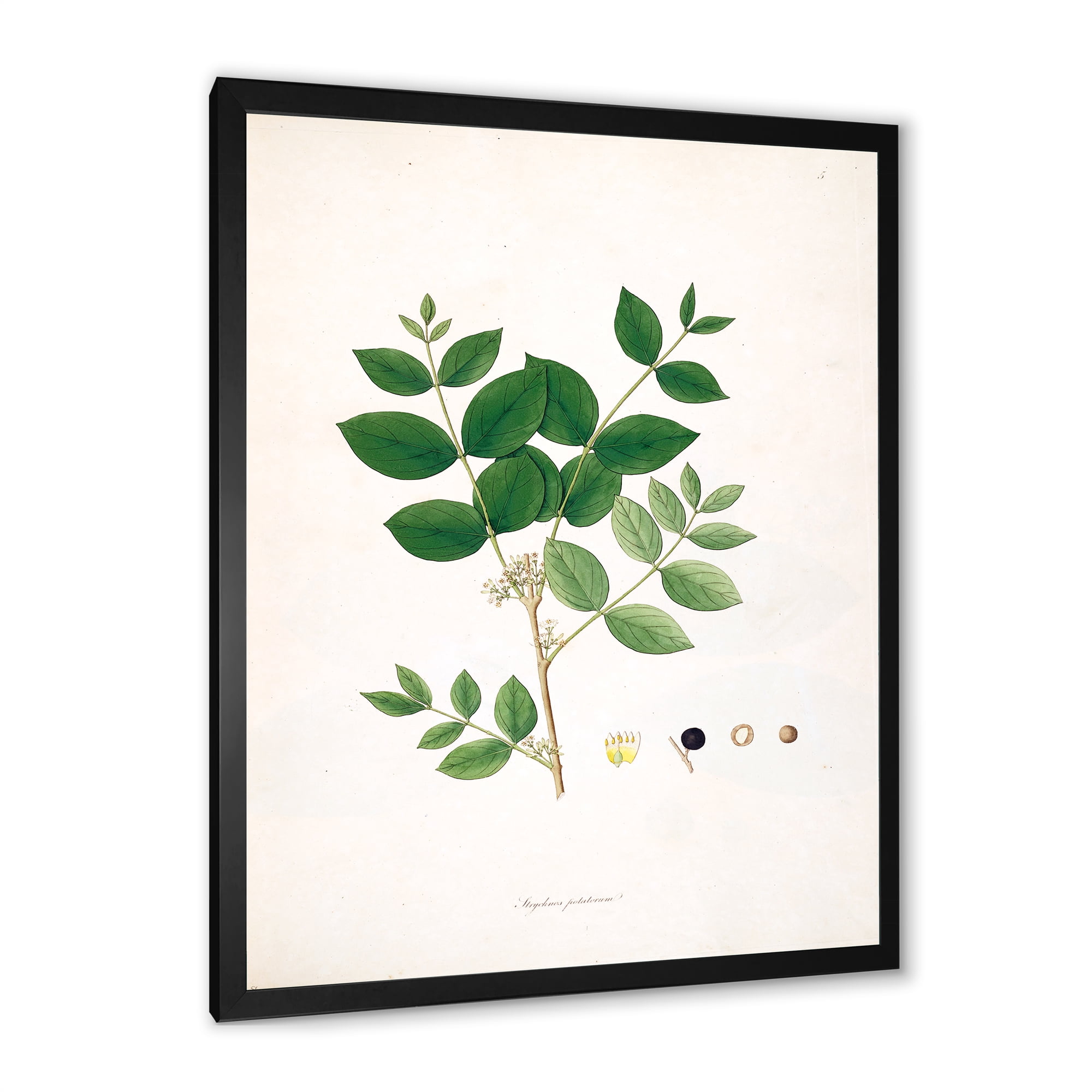 Designart 'Ancient Botanicals VI' Farmhouse Framed Art Print