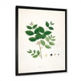 thumbnail image 2 of Designart 'Ancient Botanicals VI' Farmhouse Framed Art Print, 2 of 4