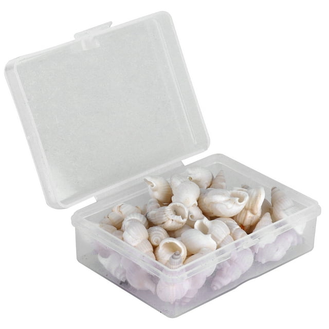 Caracol casero, conchas naturales Caracol marino Caracol marino natural Concha marina Rendimiento finamente afinado