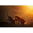 thumbnail image 2 of Vigo, Mario 14x11 White Modern Wood Framed Museum Art Print Titled - Playing At Sunrise, 2 of 4