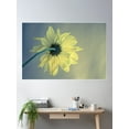 thumbnail image 2 of Pensive Daisy (Yellow) Poster Wall Art, Modern Wall Decor For Living Room Bedroom, 12x18 UNFRAMED, 2 of 3