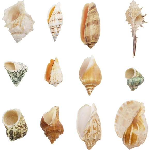 GraceAngie 12pcs Mixed Sea Shells, Colorful Natural Shell for Fish Tank, Beach Theme Party, Candle Making, Home Decoration, Wedding Decoration, DIY Crafts