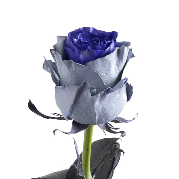Painted Ural Roses - Farm Direct Fresh Cut Flowers - 100 Stems