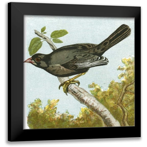 Unknown 12x12 Black Modern Framed Museum Art Print Titled - Mini Vintage Birds IV