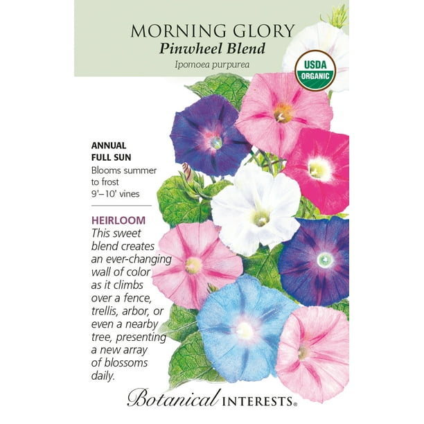 Organic Pinwheel Blend Morning Glory Seeds 25 Seeds Botanical Interests Walmart Com Walmart Com