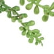 thumbnail image 3 of 6PCS Colgantes Artificiales Suculentas Sunnimix Plantas de suculentas artificiales, 3 of 8
