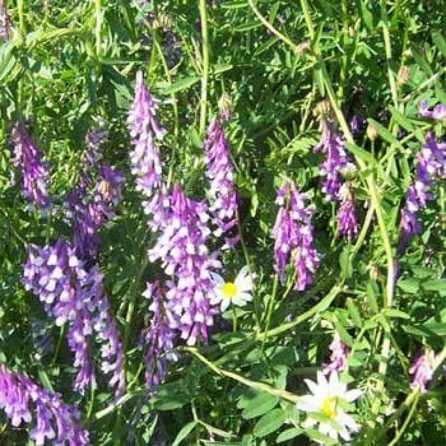 UlaREYoy Hairy Vetch Seed 10 LB