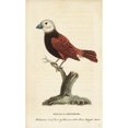 thumbnail image 2 of White Headed Munia Lonchura Maja Poster Print By ?? Florilegius Mary Evans, 2 of 4