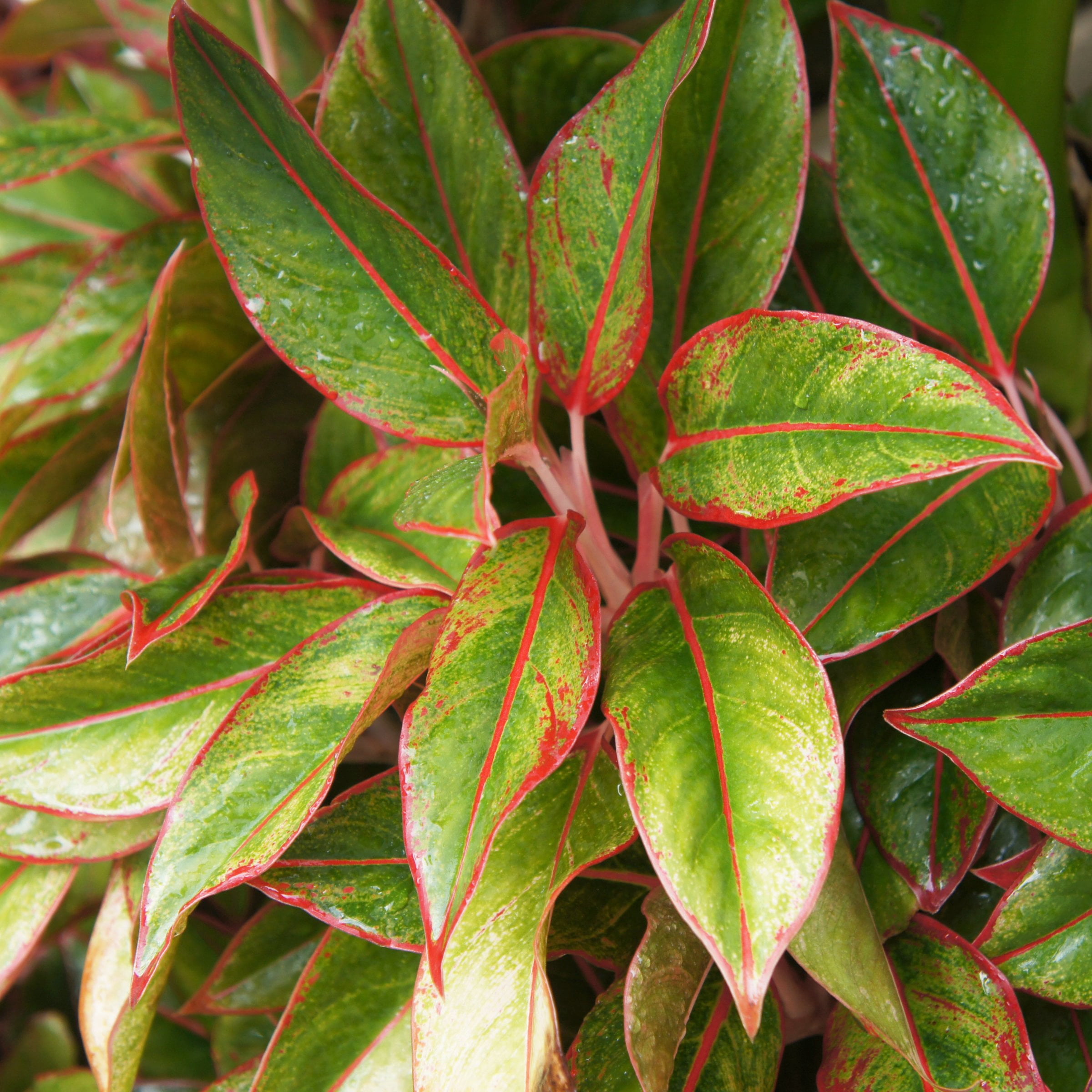 6 in. Aglaonema Aurora Siam Red Plant in Grower Container