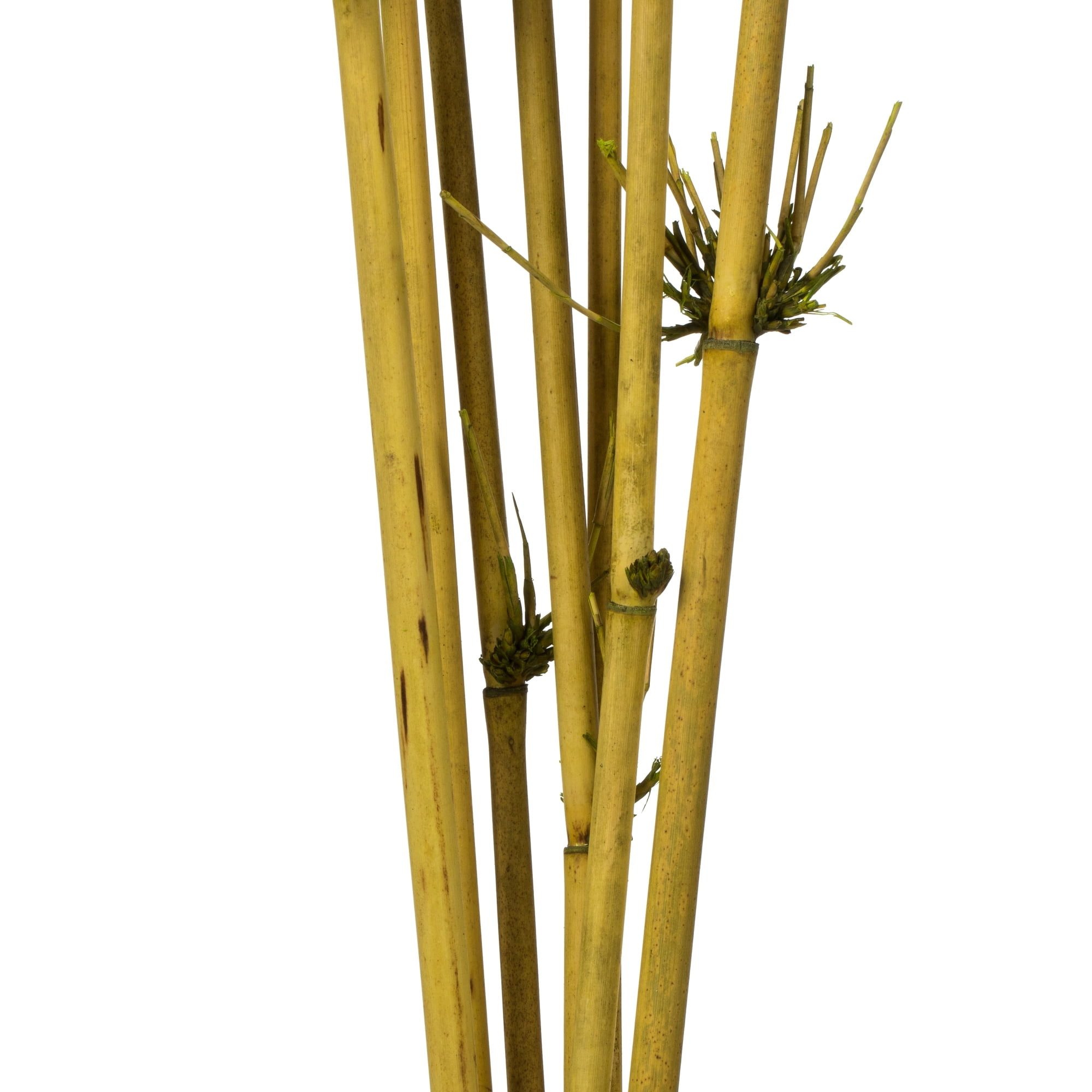 Vickerman 36-40" Basil Star Bamboo Reed, 7 stems, Dried
