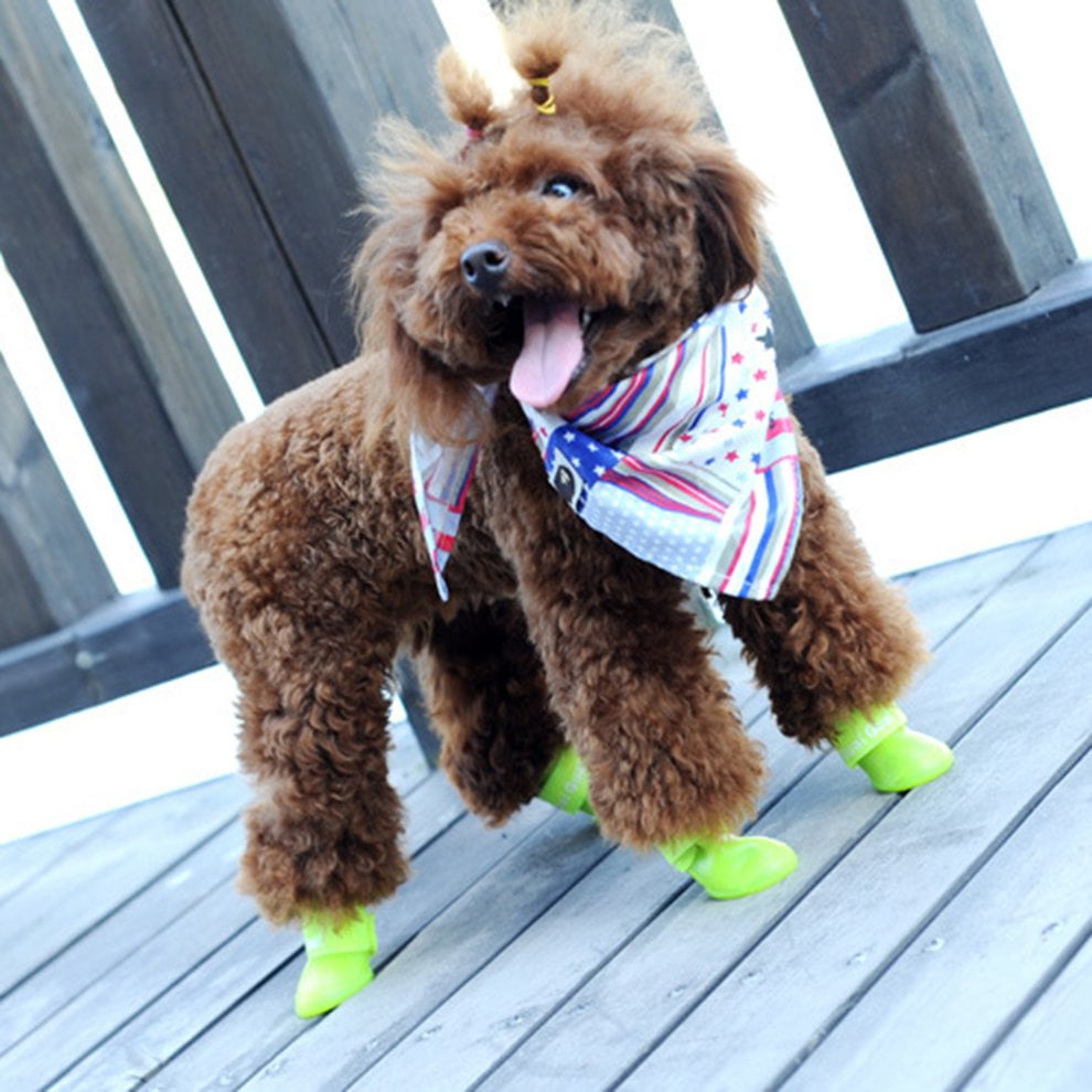 little boots for dogs