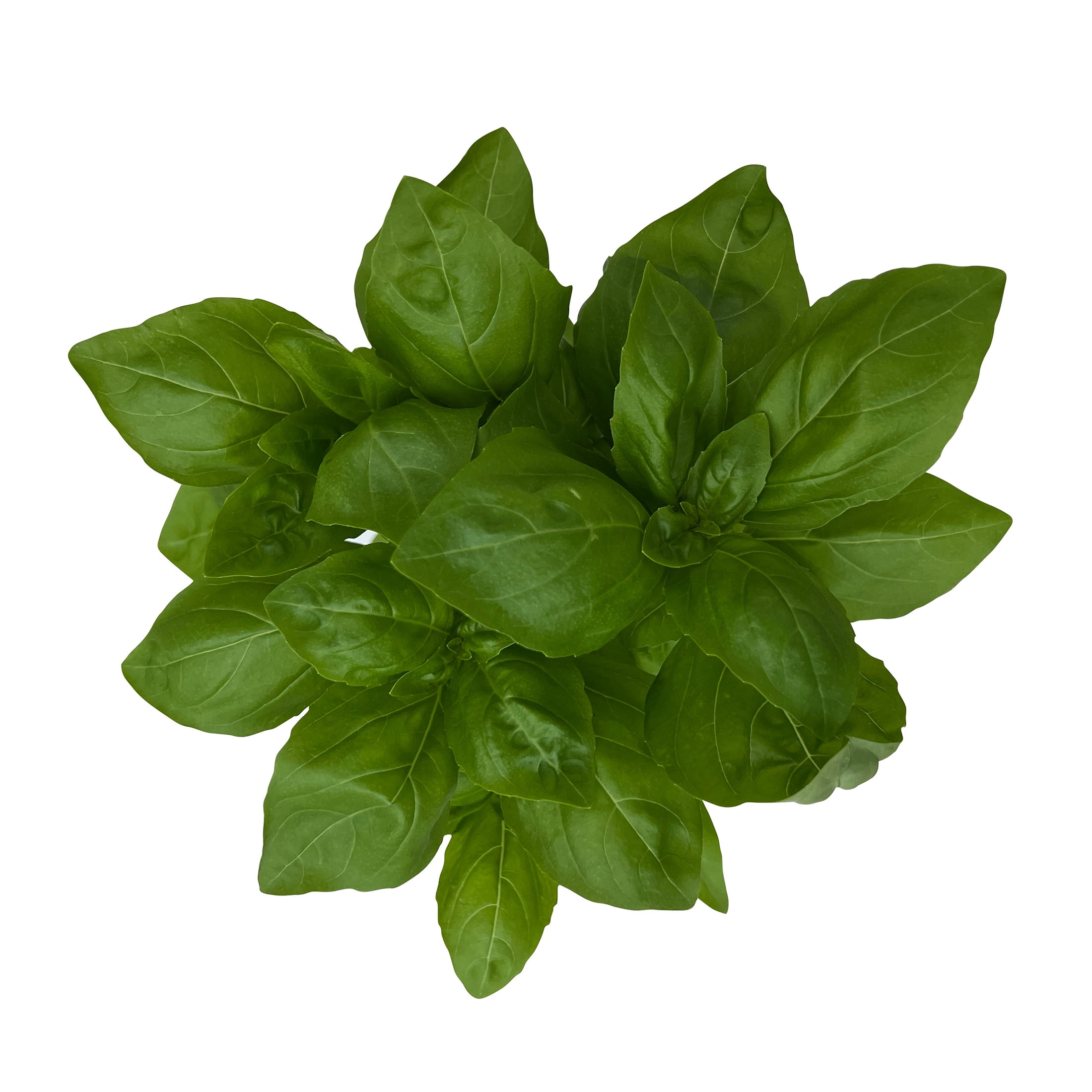 Edible Garden Hydroponic Basil Plant, Sunlight